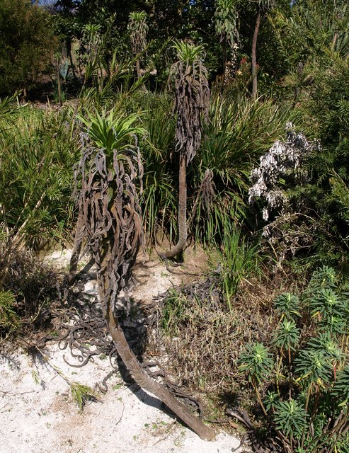 Echium pininana