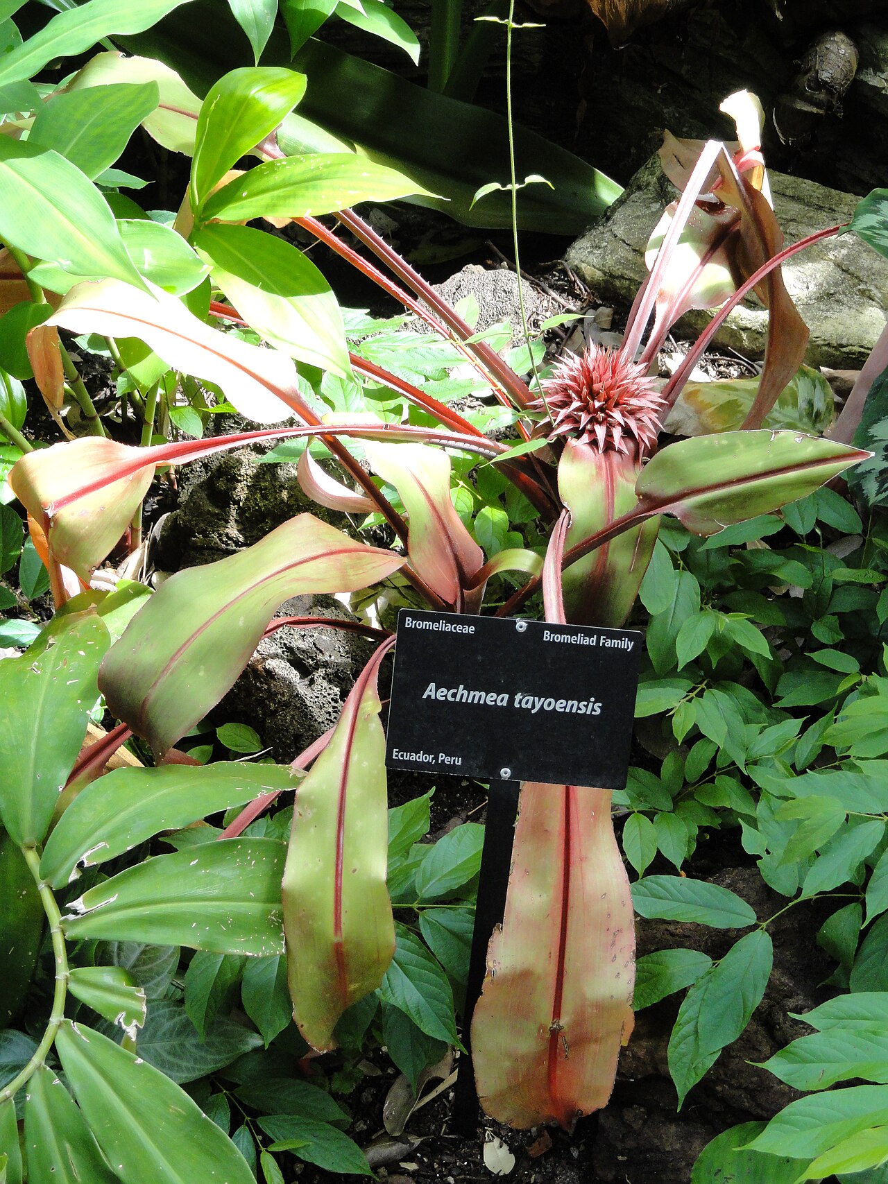 Aechmea tayoensis