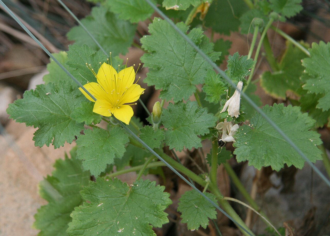 Eucnide bartonioides