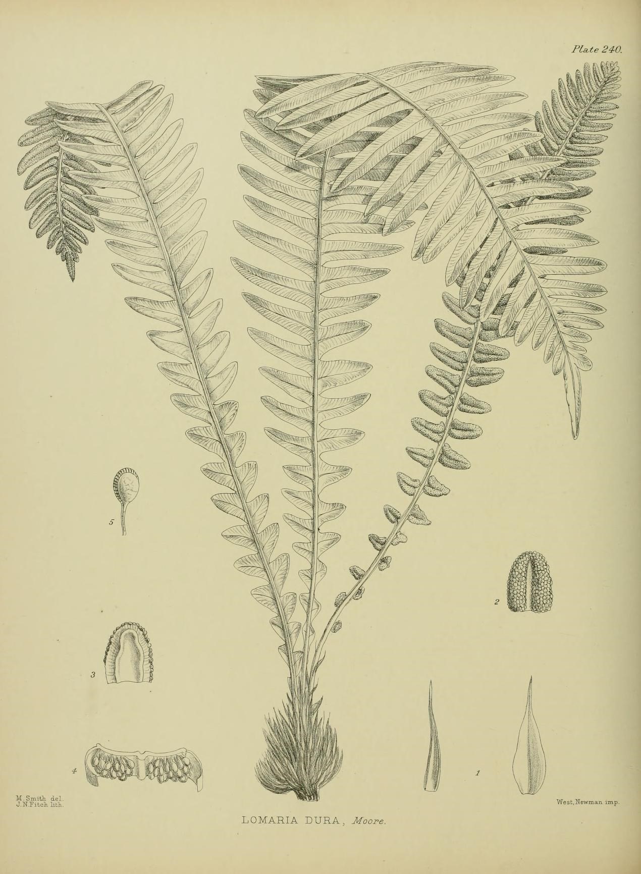 Blechnum durum