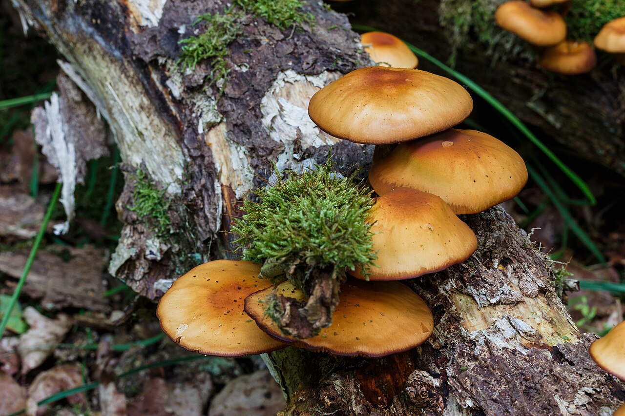 Galerina marginata