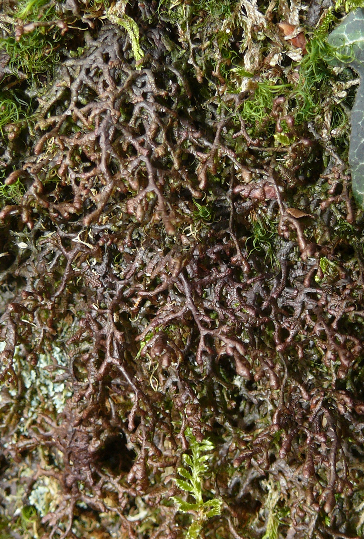 Frullania asagrayana