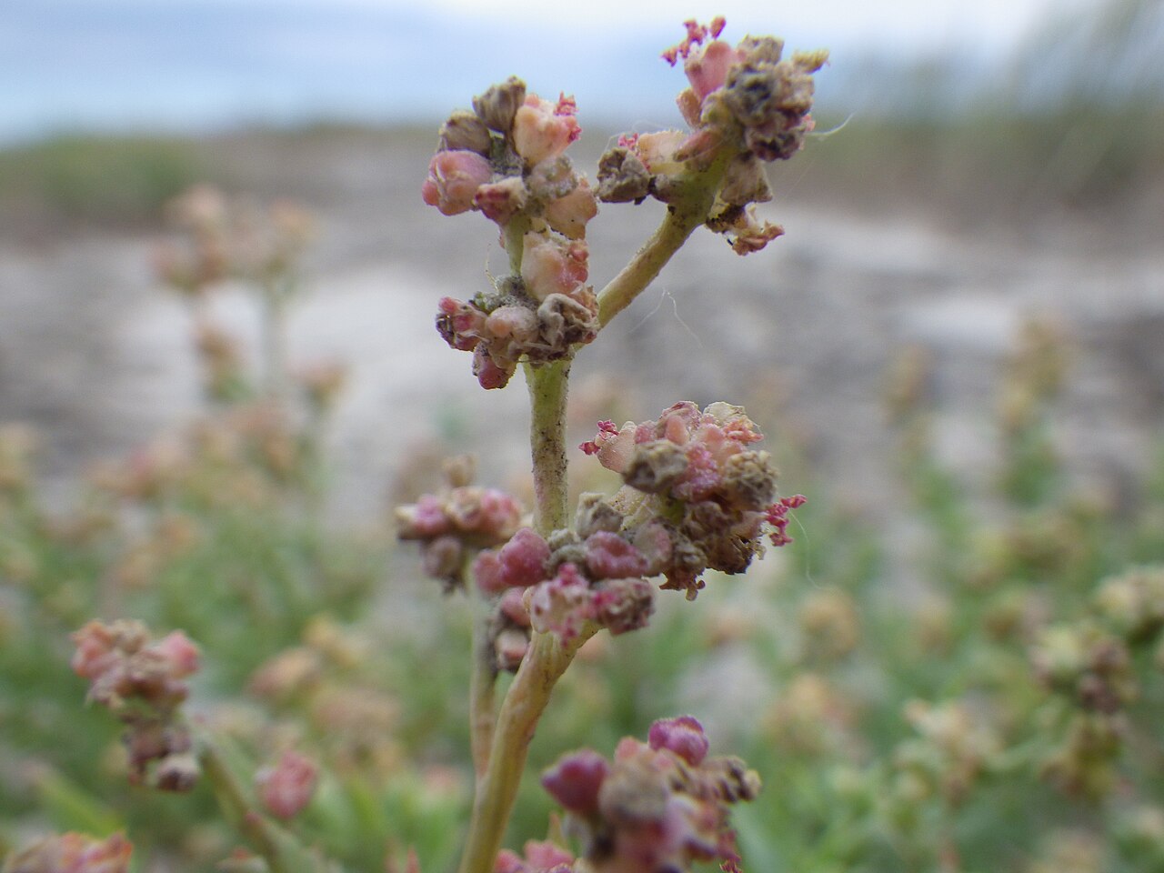 Atriplex dioica