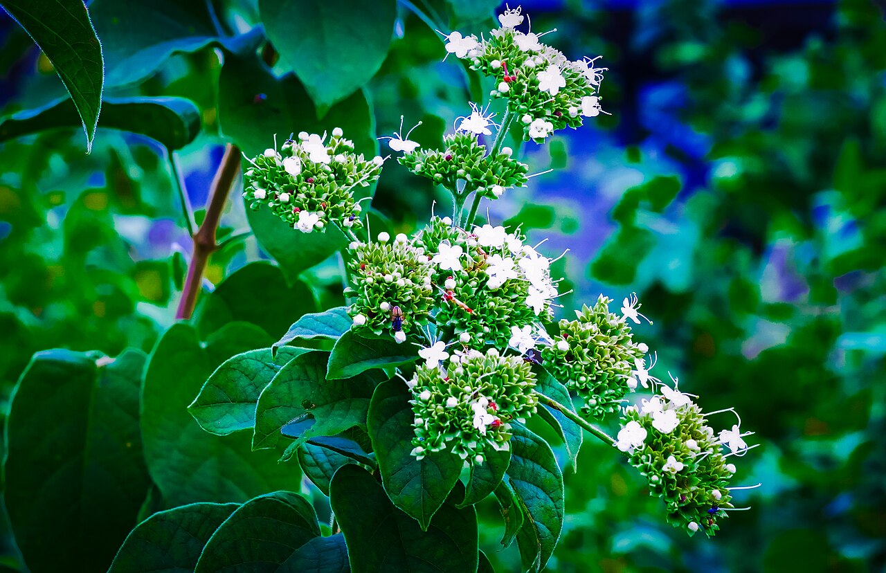 Clerodendrum colebrookianum
