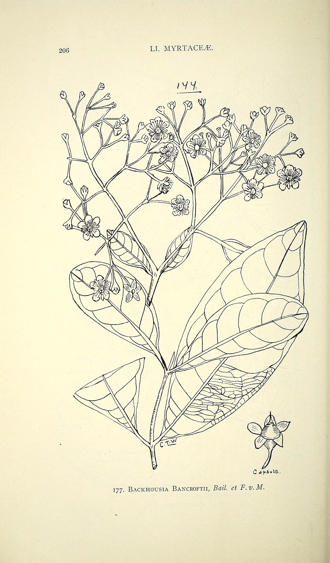 Backhousia bancroftii