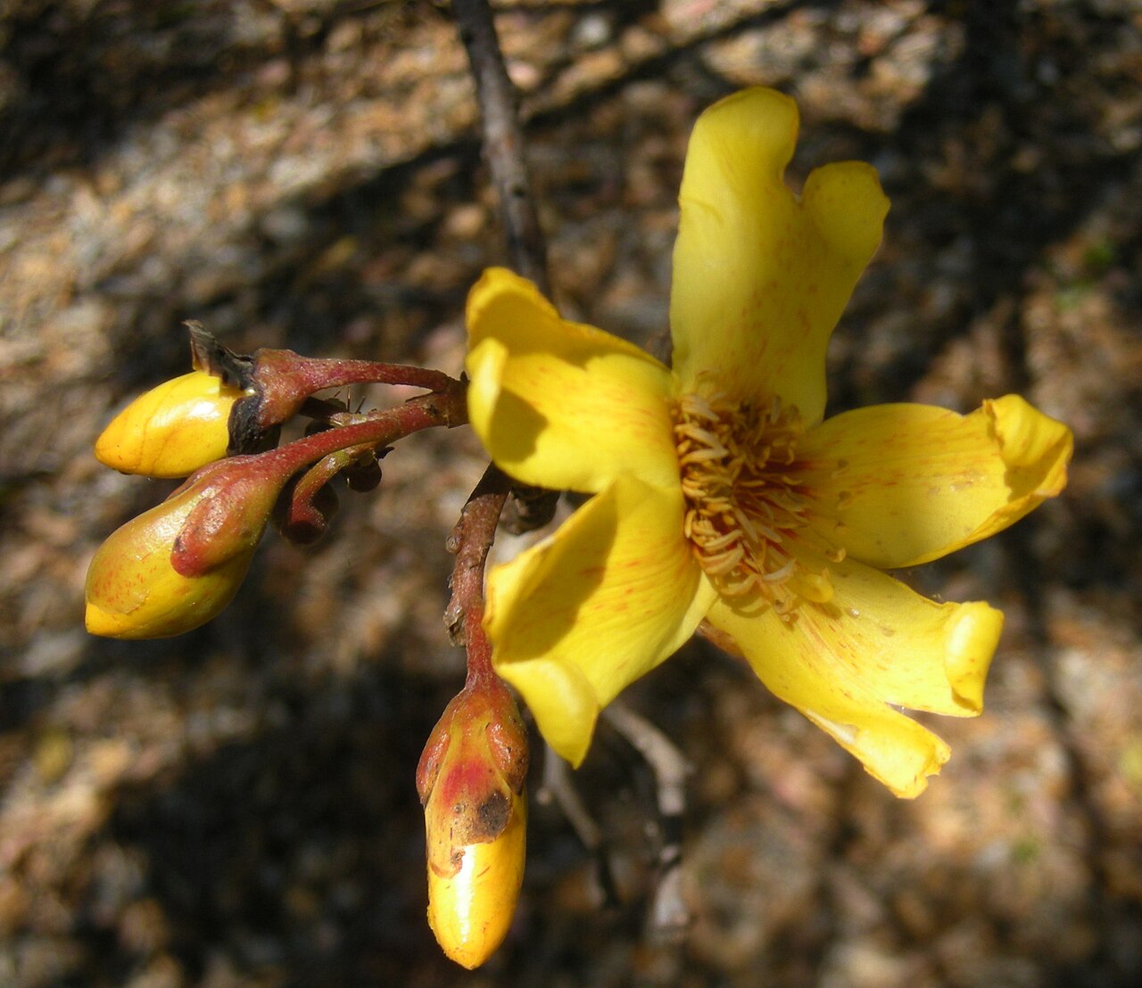 Cochlospermum fraseri