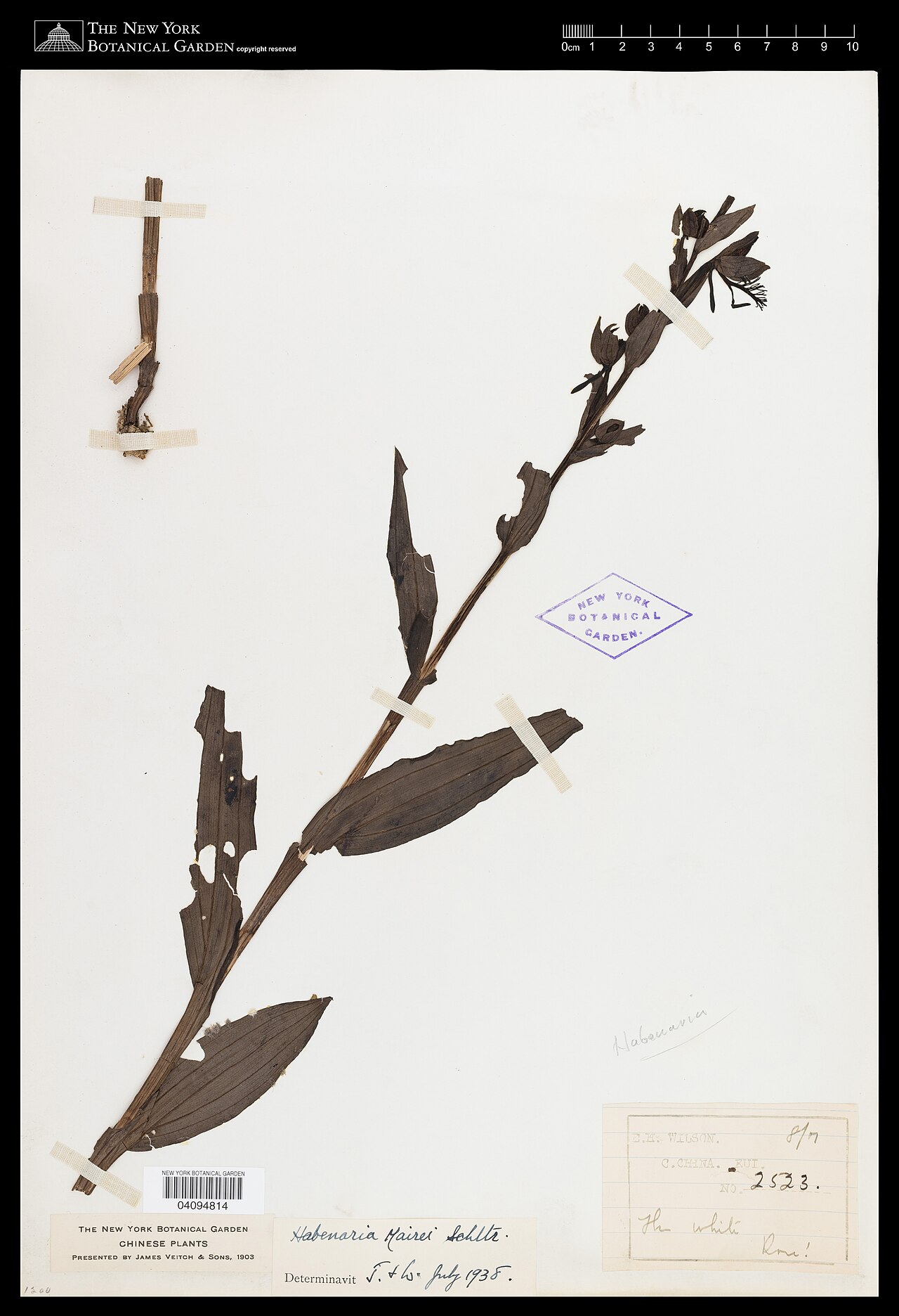 Habenaria mairei
