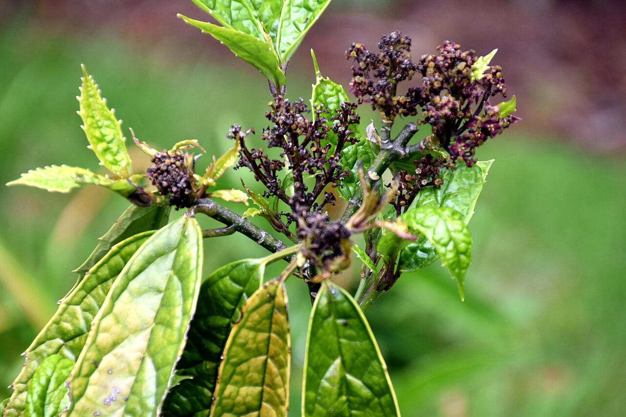 Aucuba chinensis