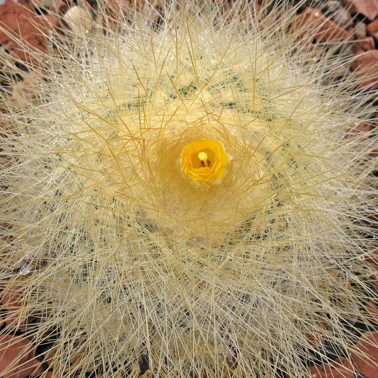 Parodia chrysacanthion