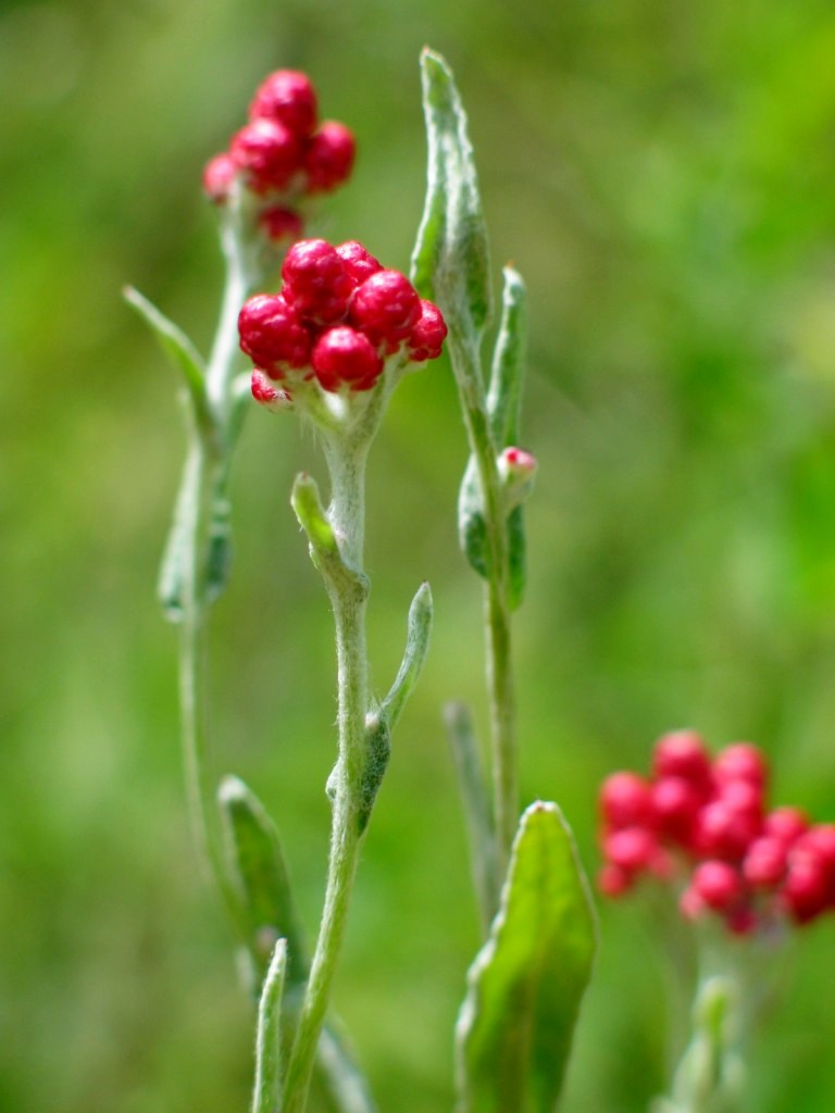 Helichrysum sanguineum