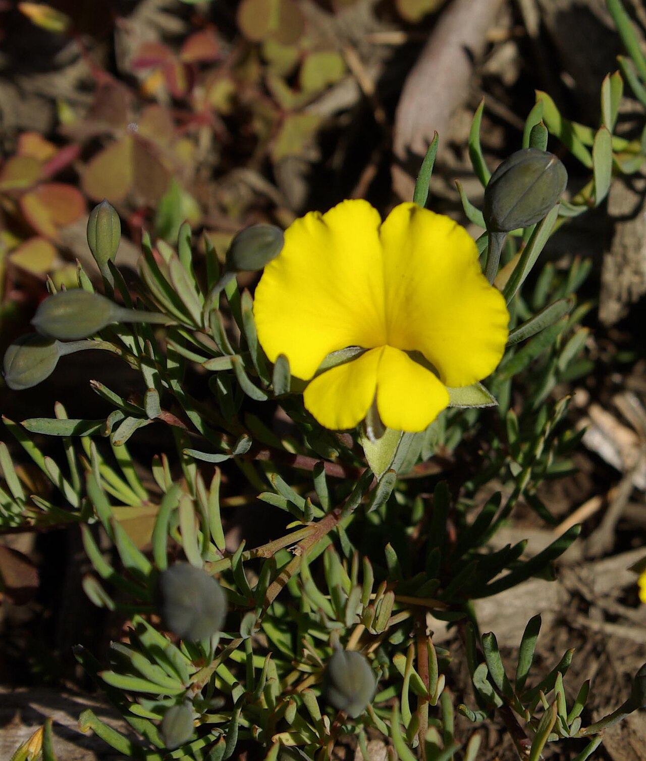 Gompholobium huegelii