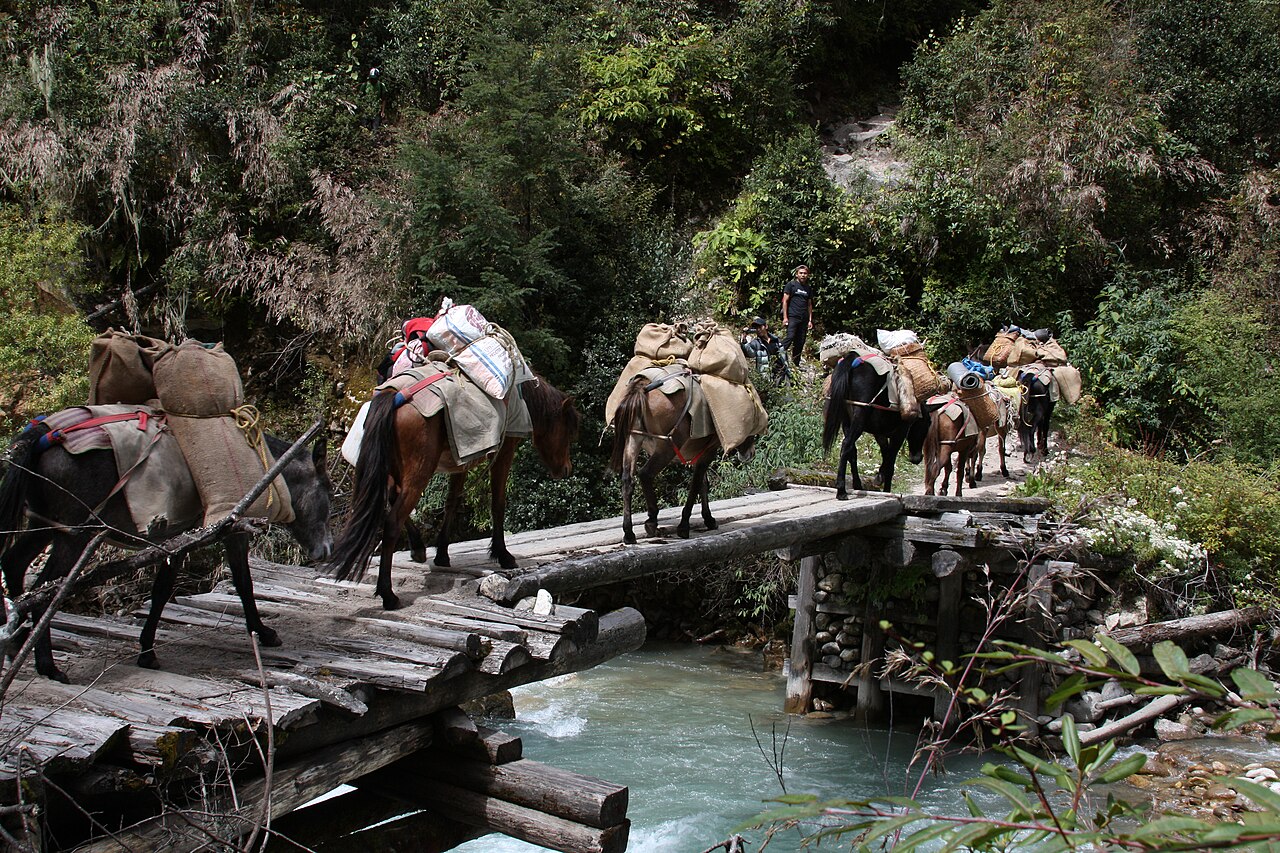 Bhutia Horse
