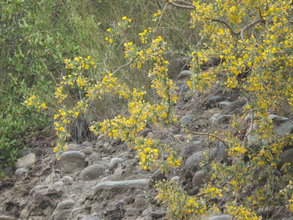 Adesmia microphylla