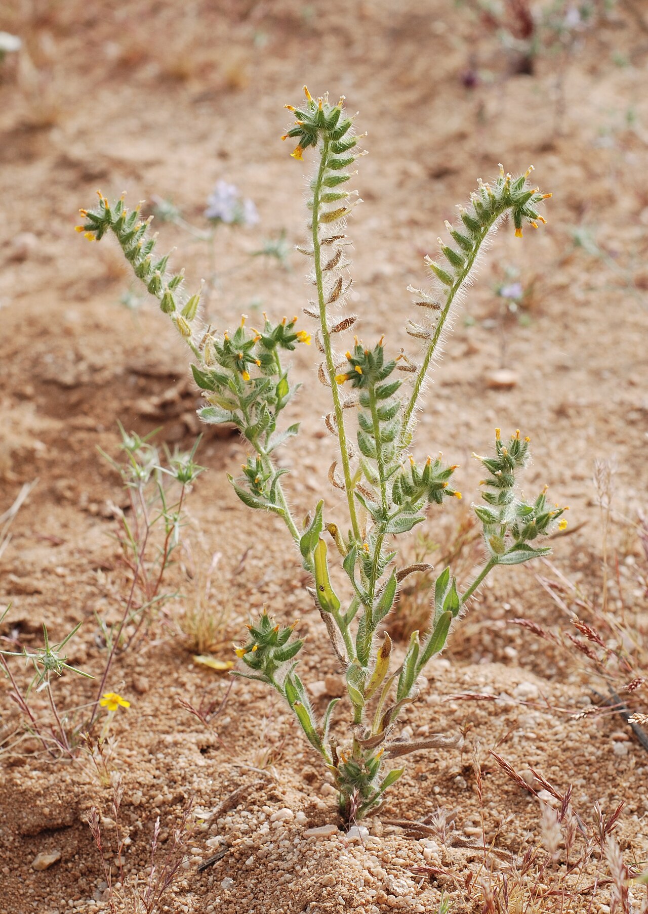 Amsinckia tessellata