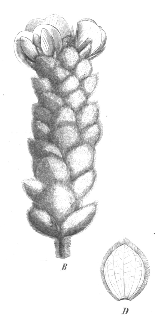 Liparia vestita