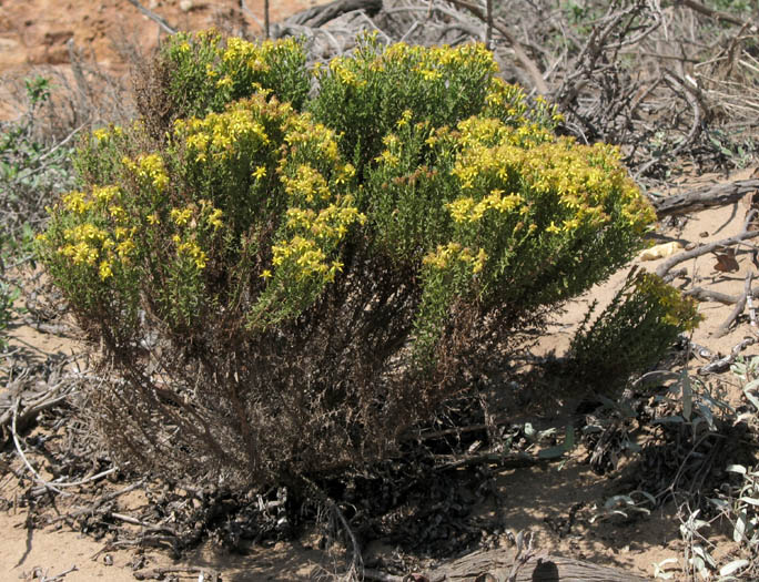 Ericameria ericoides