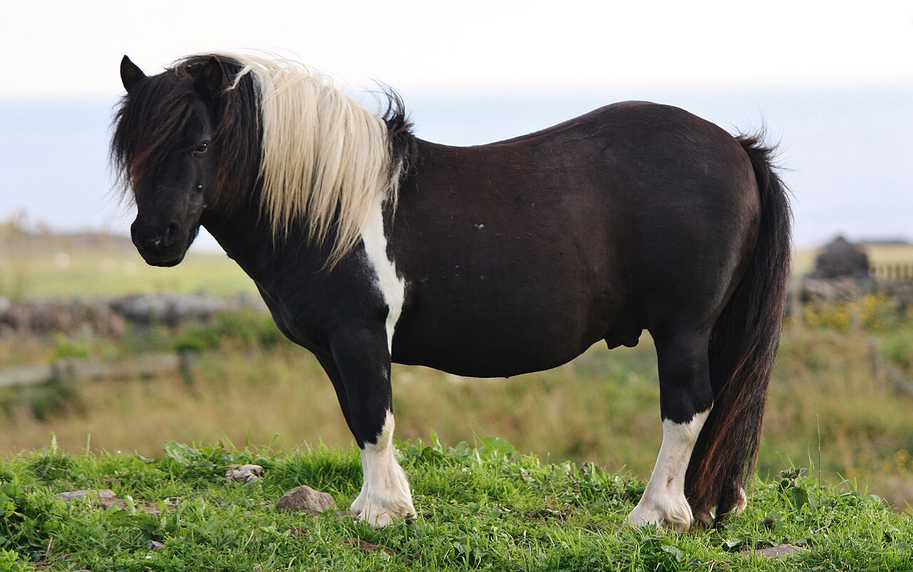 Shetland pony