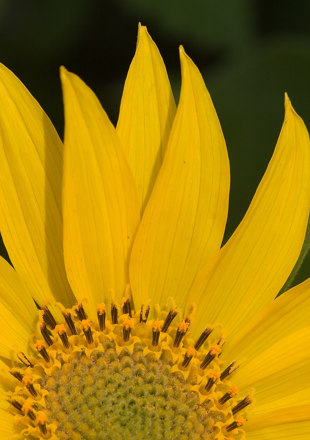 Balsamorhiza deltoidea