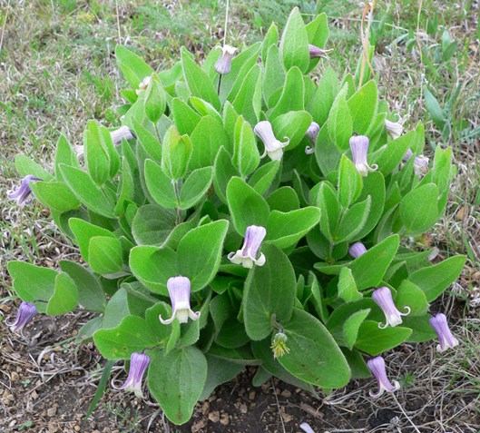 Clematis fremontii