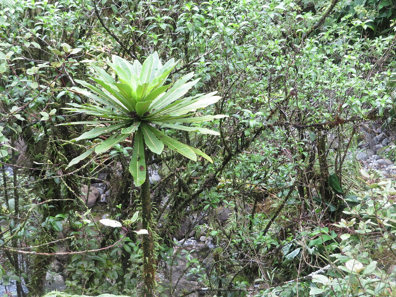 Cyanea hamatiflora