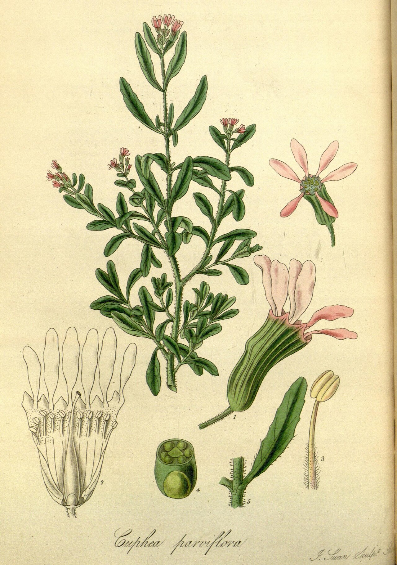 Cuphea denticulata