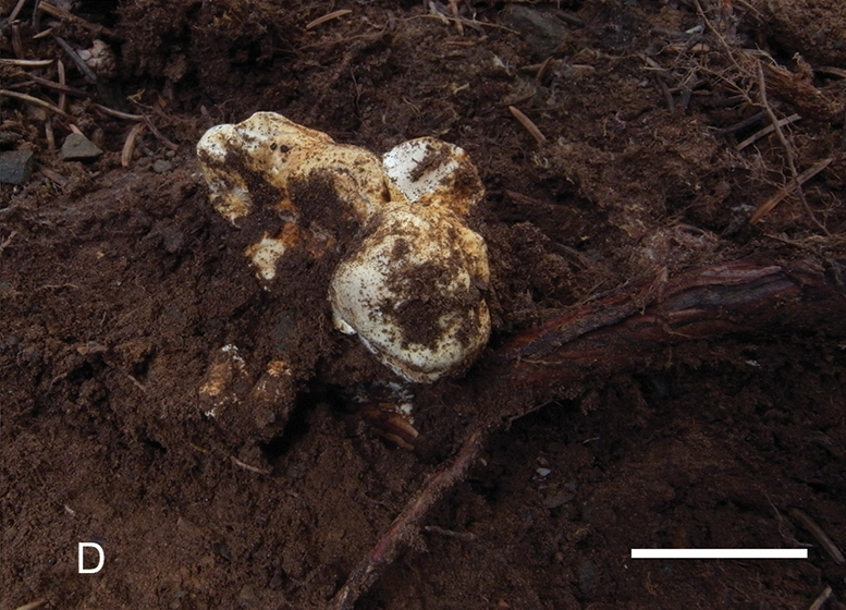Catathelasma imperialis