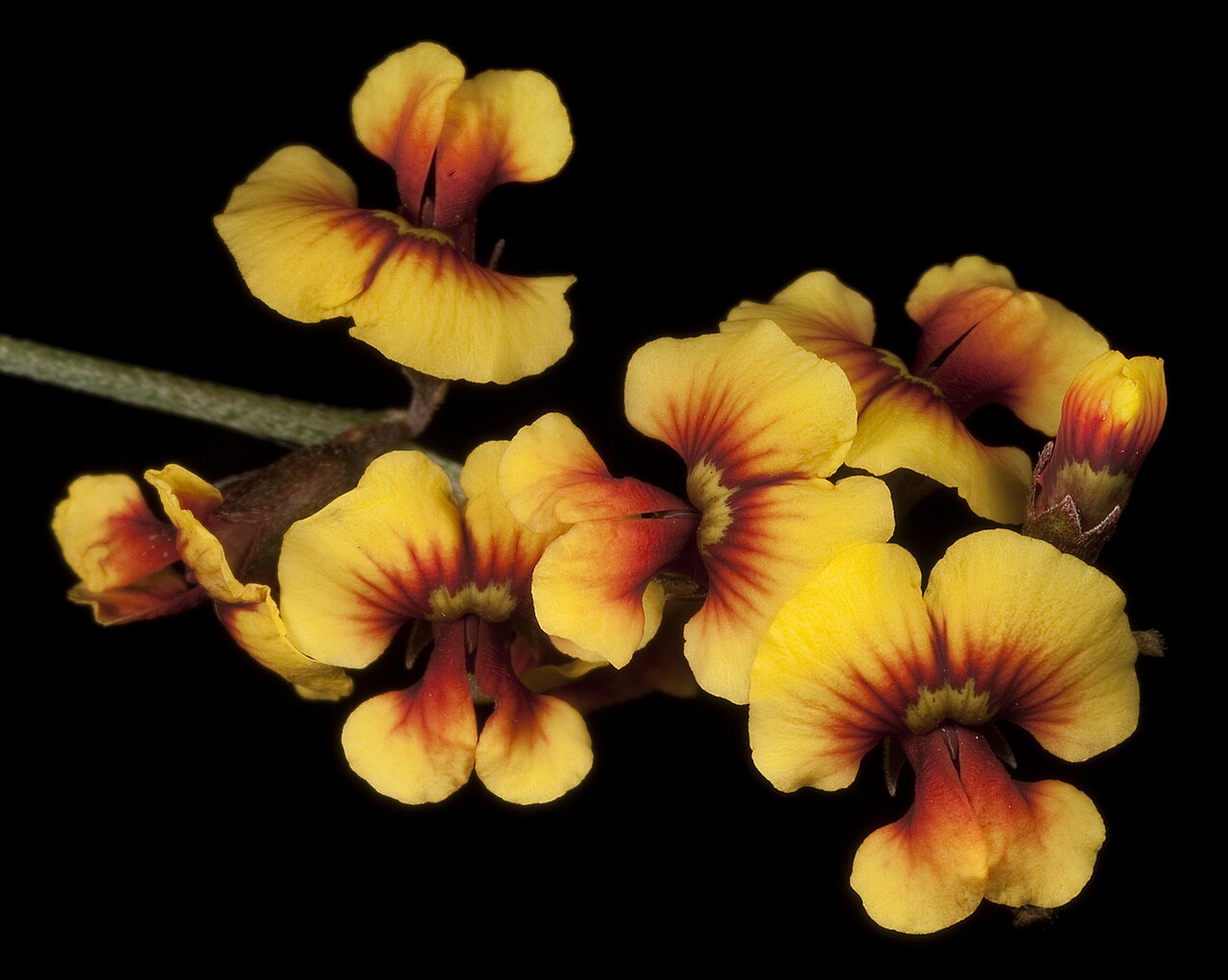 Chorizema genistoides