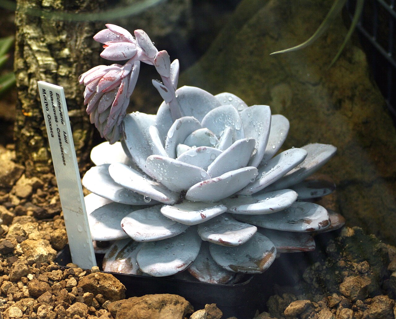 Echeveria laui