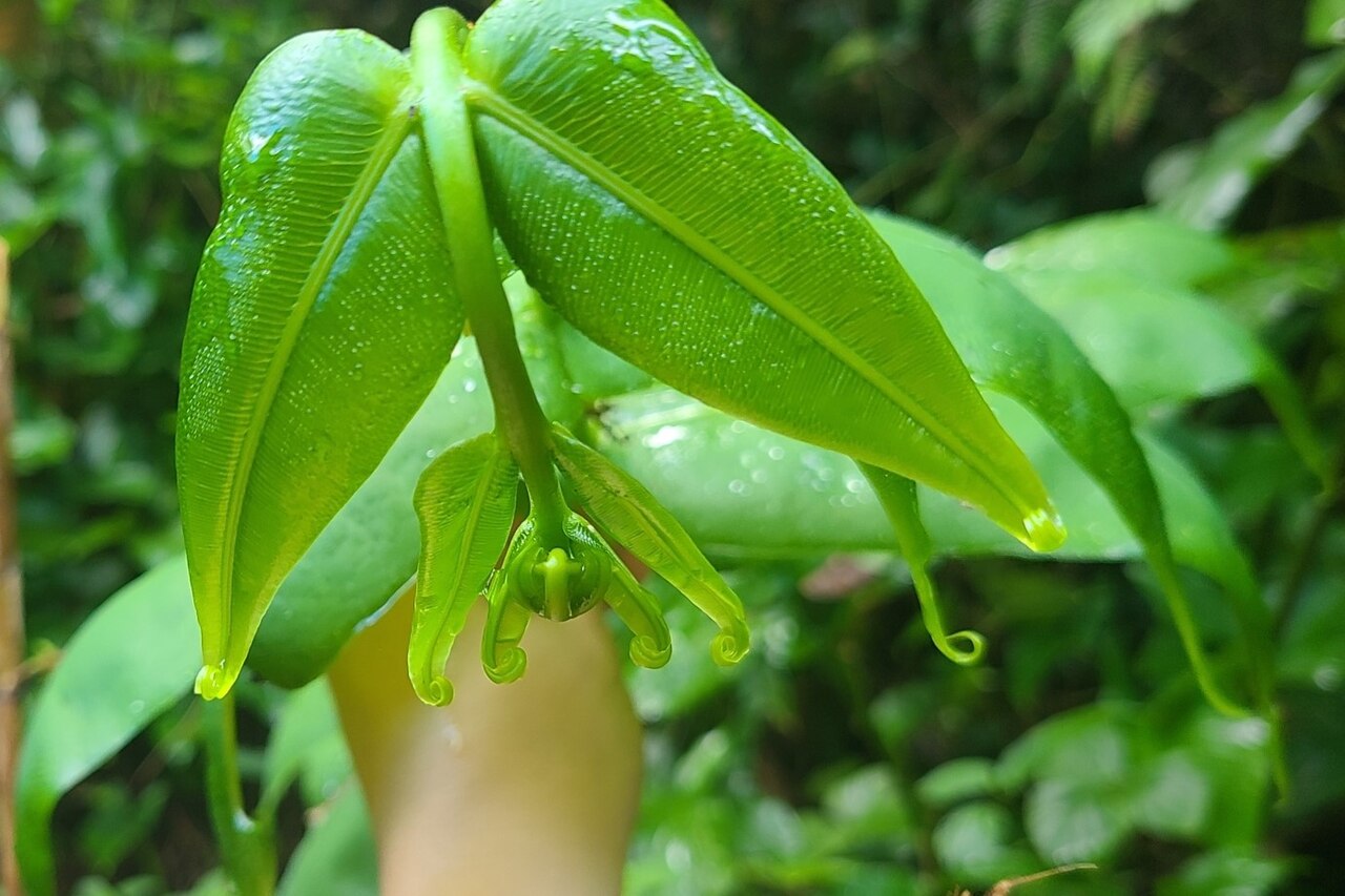 Hemidictyum marginatum