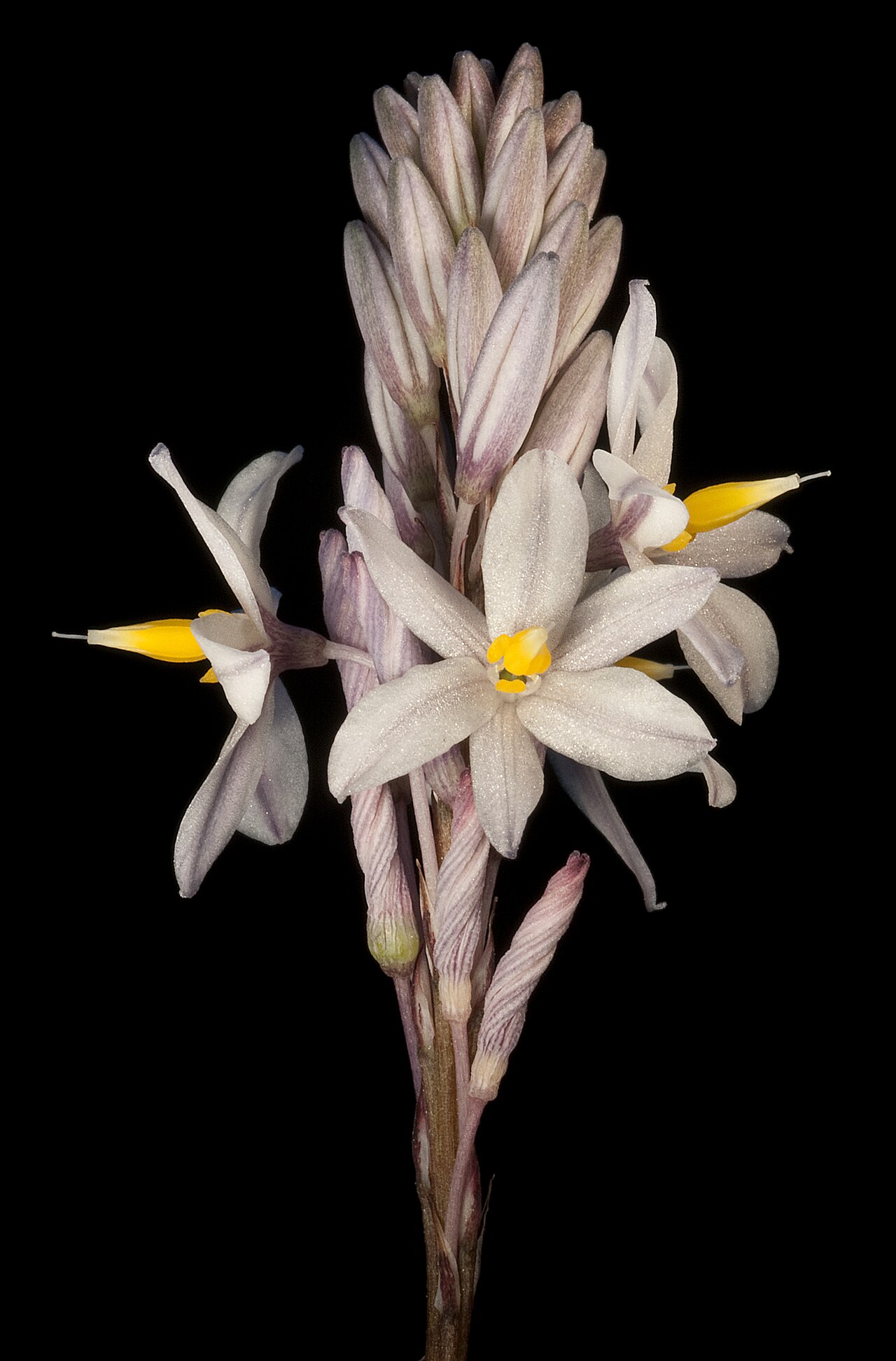 Hodgsoniola junciformis