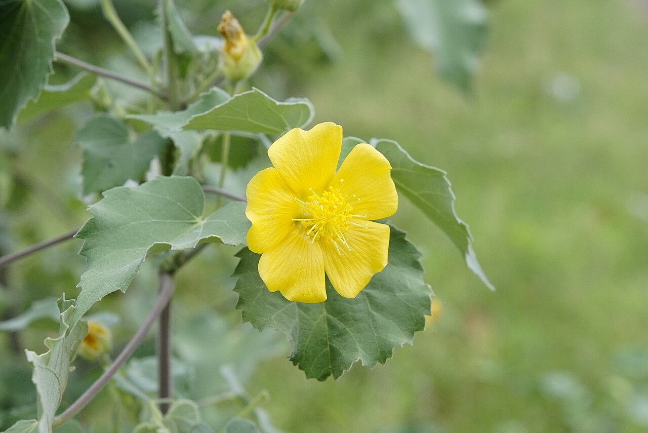 Abutilon indicum