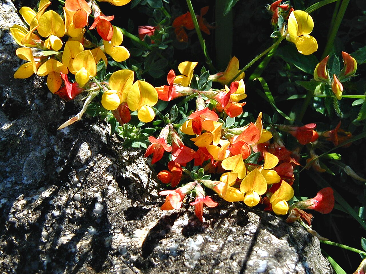 Lotus carpetanus