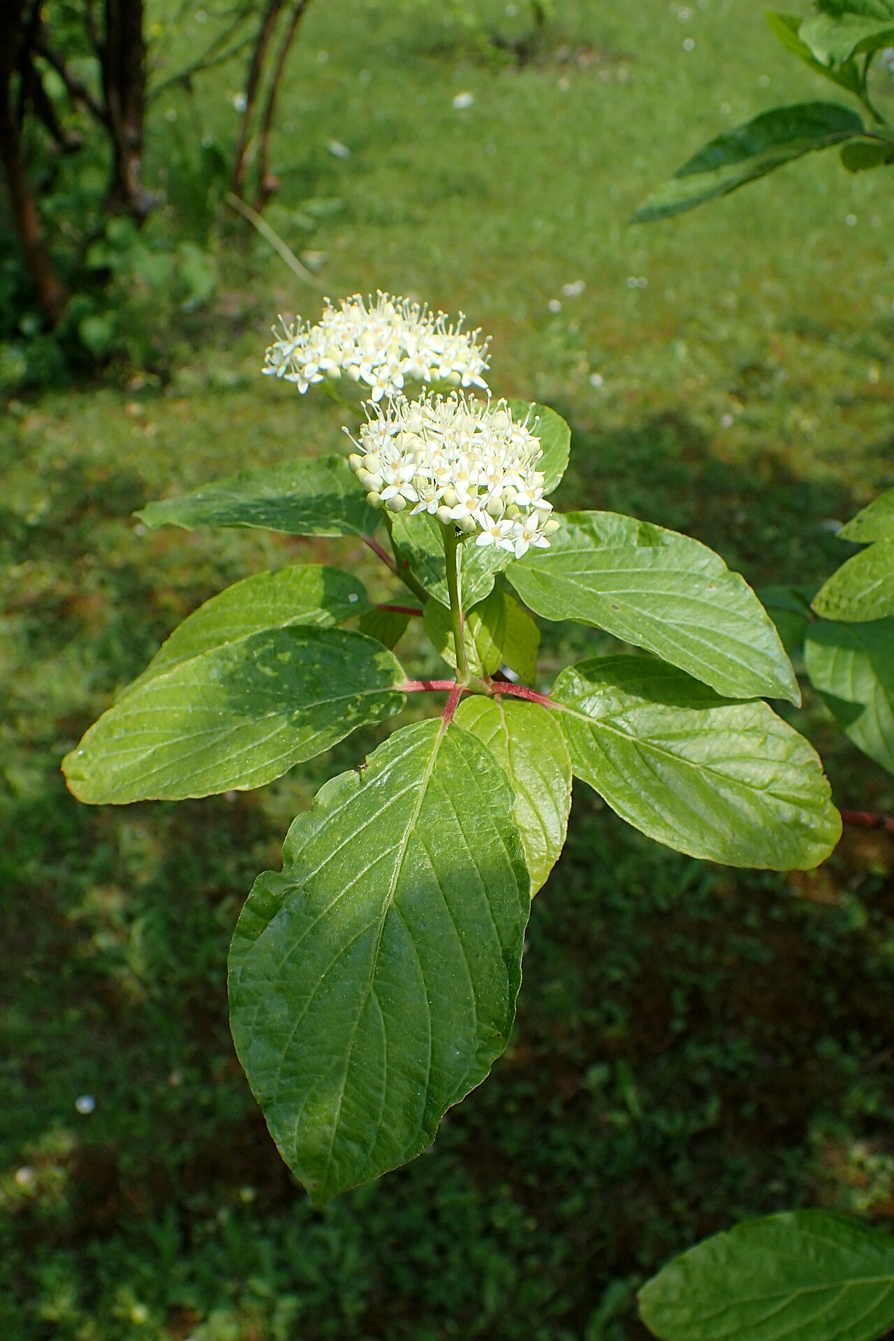 Cornus glabrata