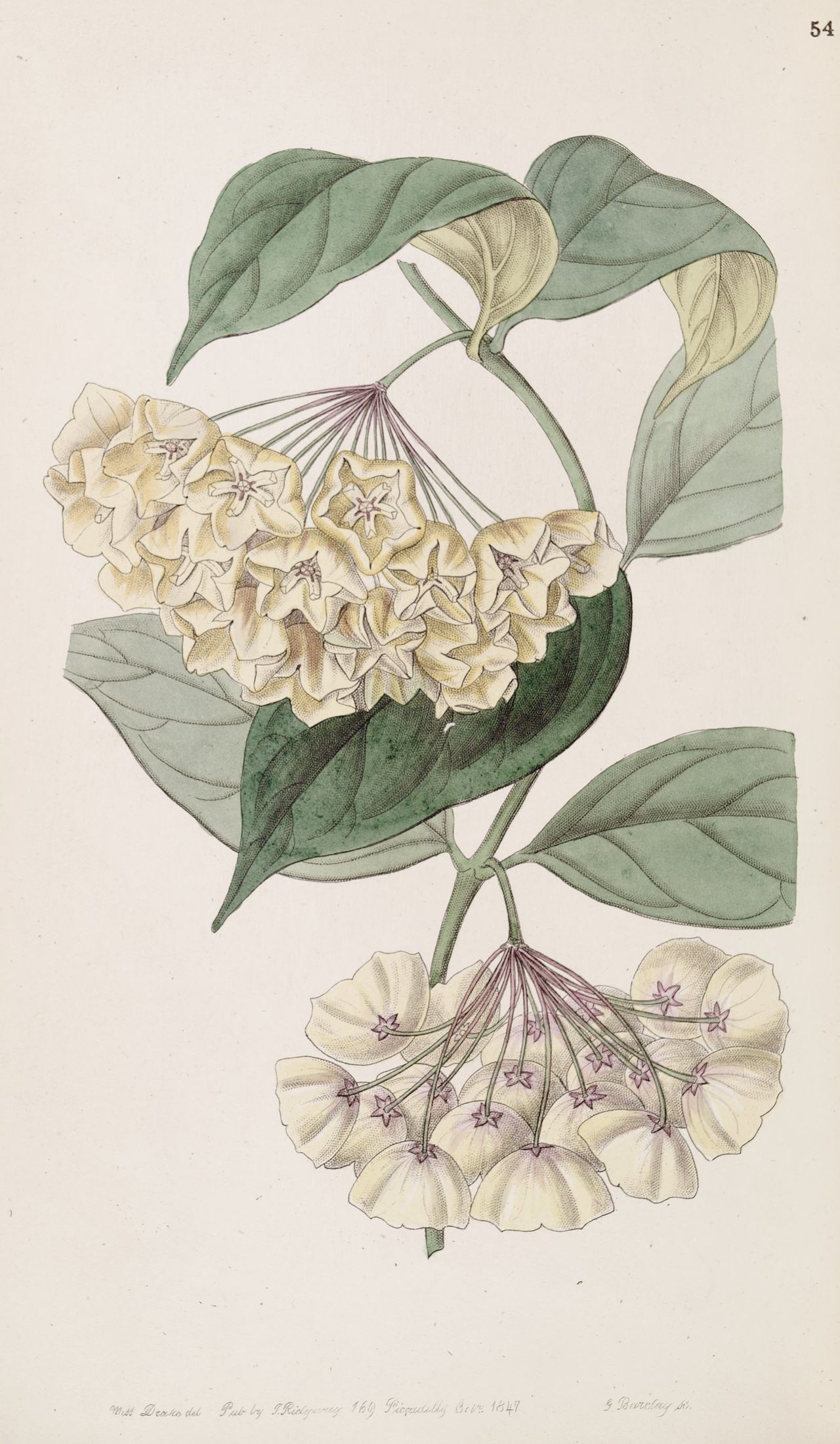 Hoya campanulata