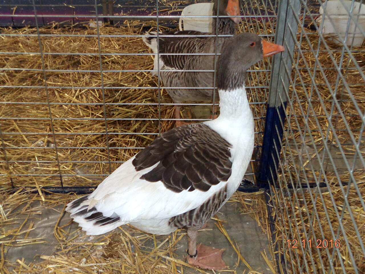 Alsatian Goose