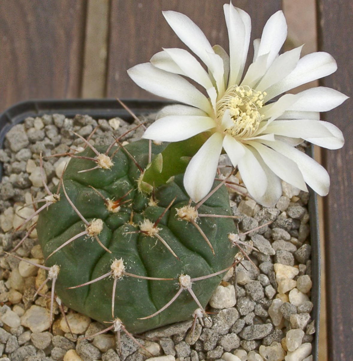 Gymnocalycium ochoterenae