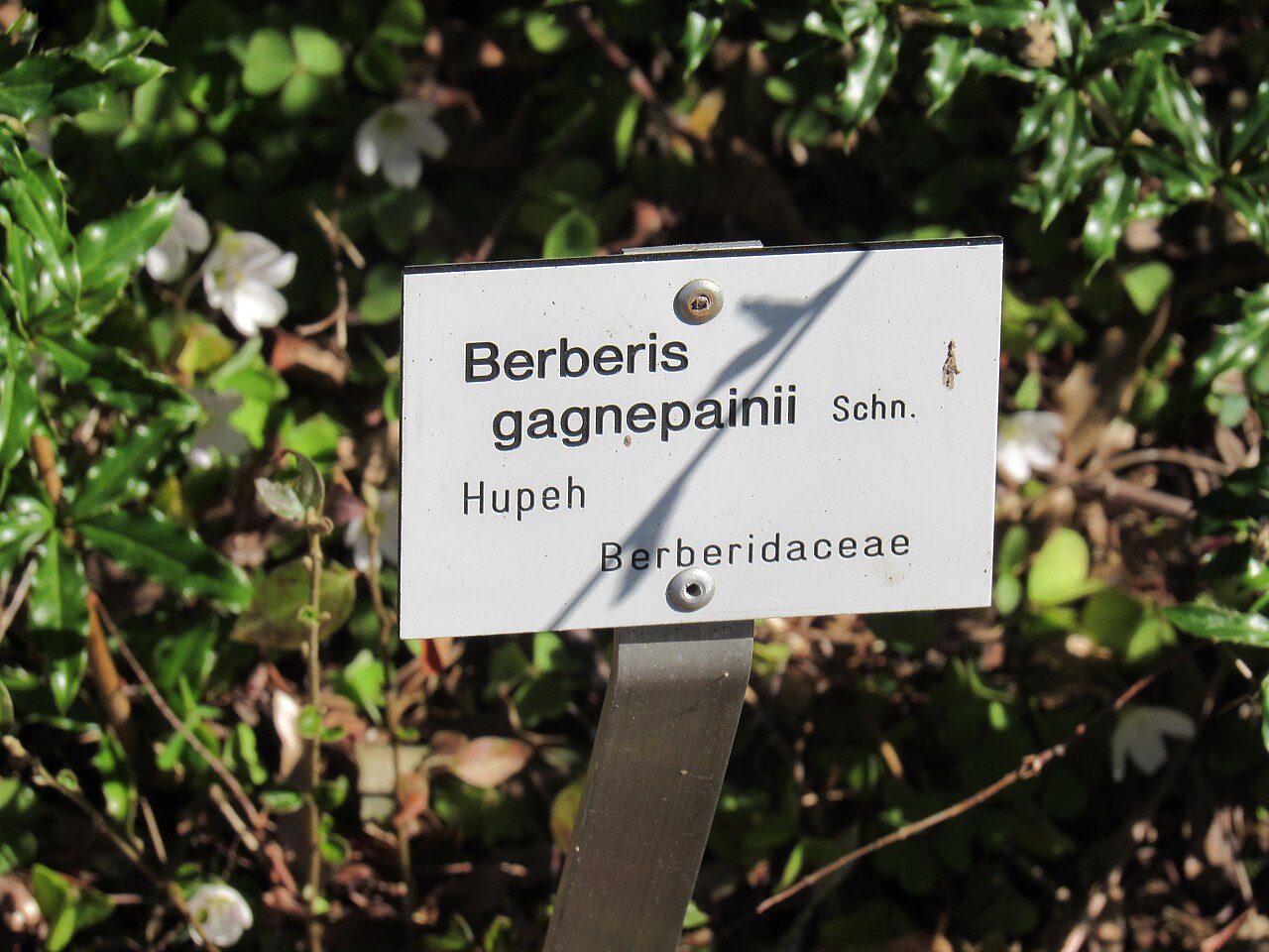 Berberis gagnepainii