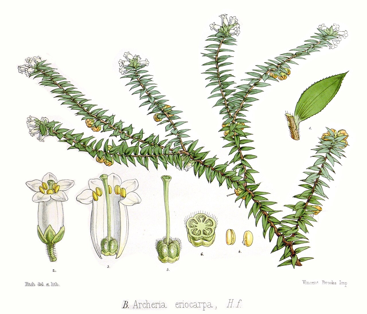 Archeria eriocarpa