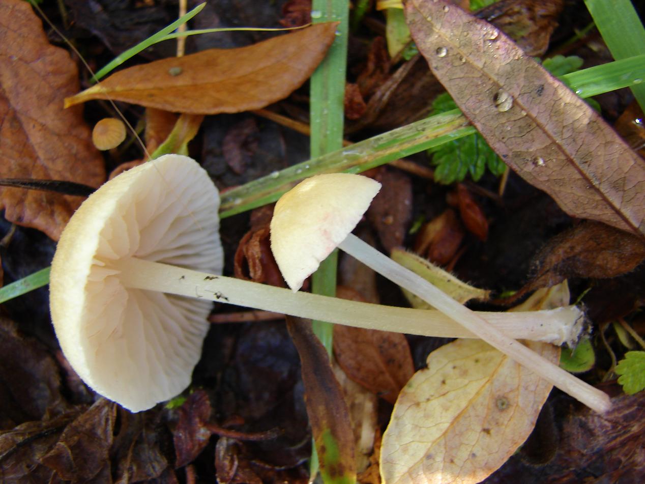 Entoloma sericellum