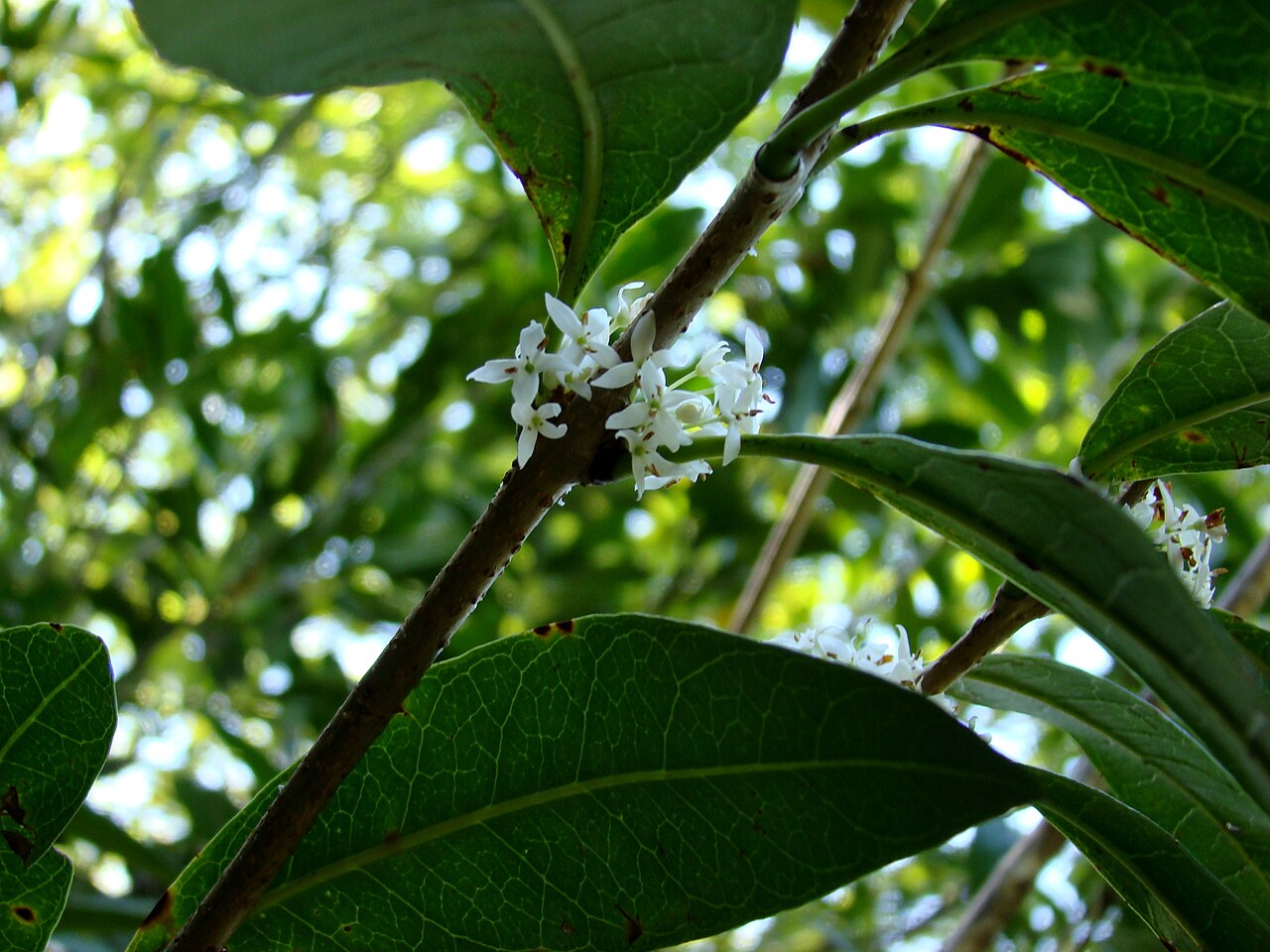 Osmanthus decorus