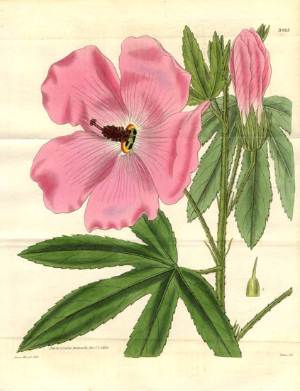 Hibiscus splendens
