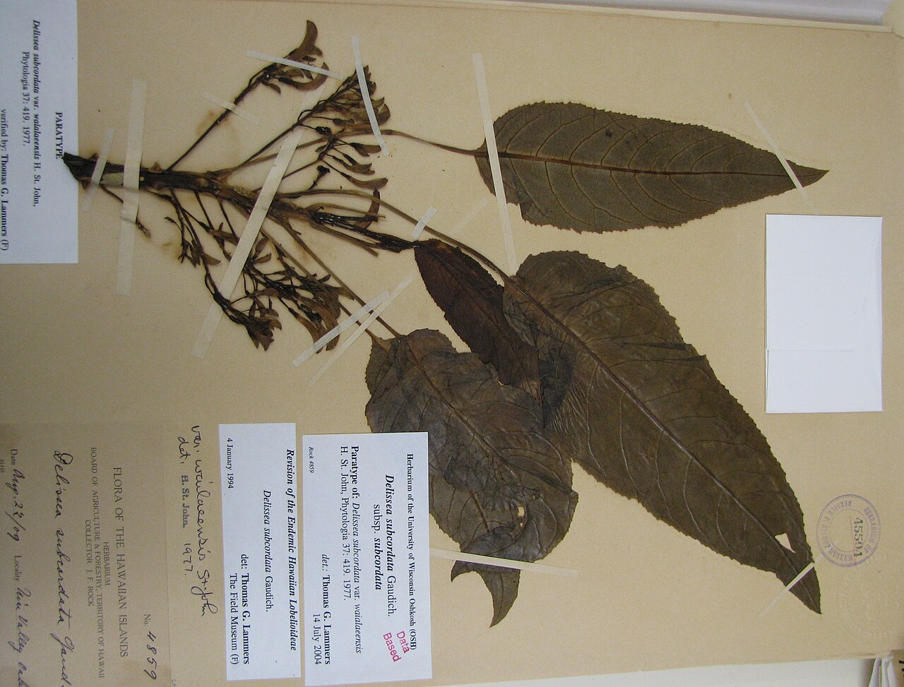 Delissea subcordata