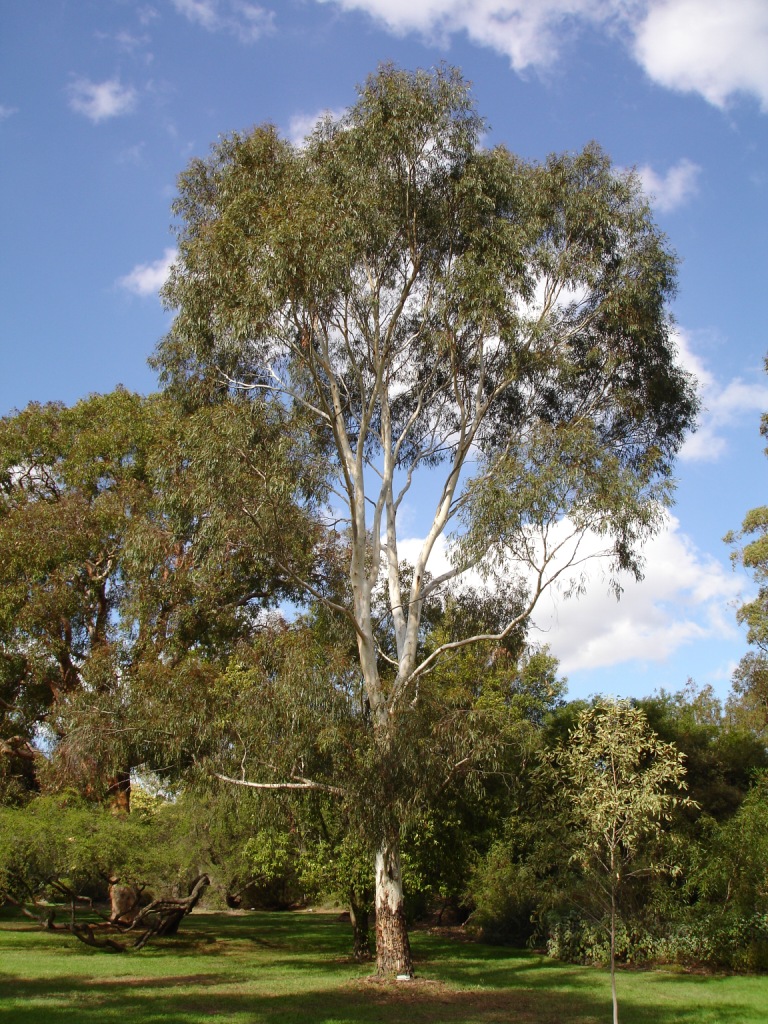 Wallangarra white gum or willow gum