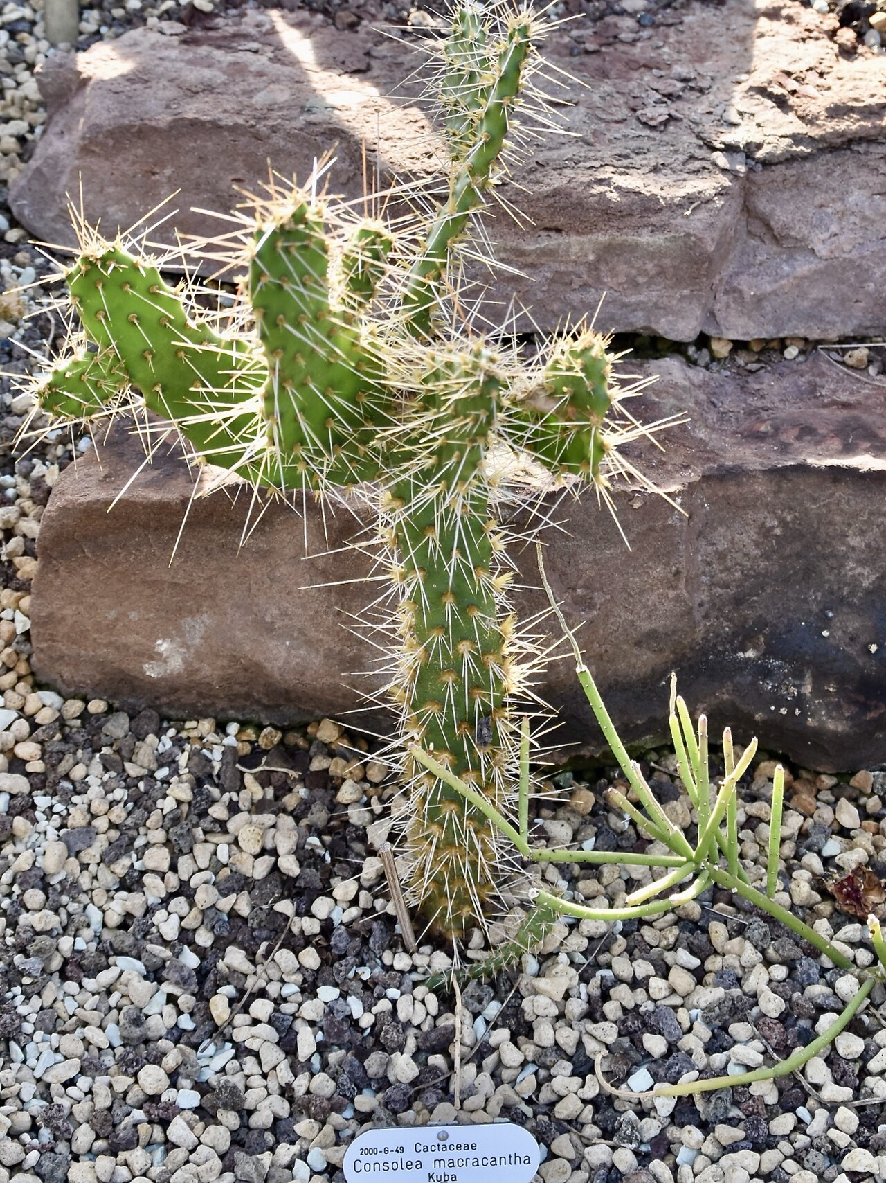 Consolea macracantha