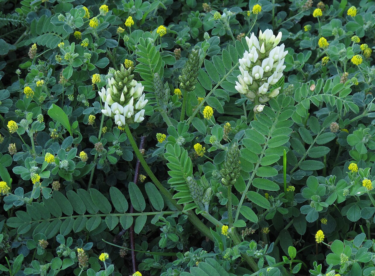 Astragalus angustifolius