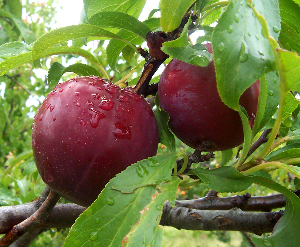 Prunus salicina