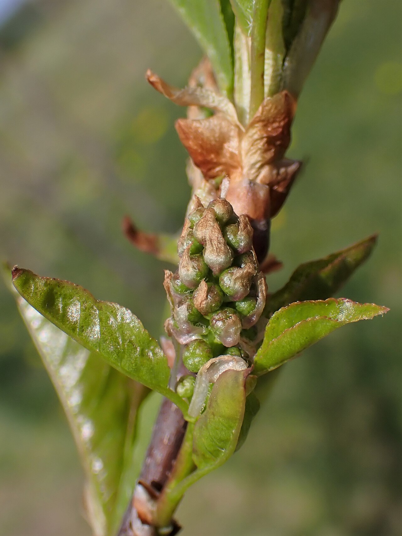 Prunus virginiana