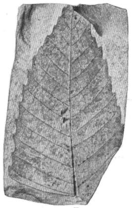 Castanea castaneaefolia