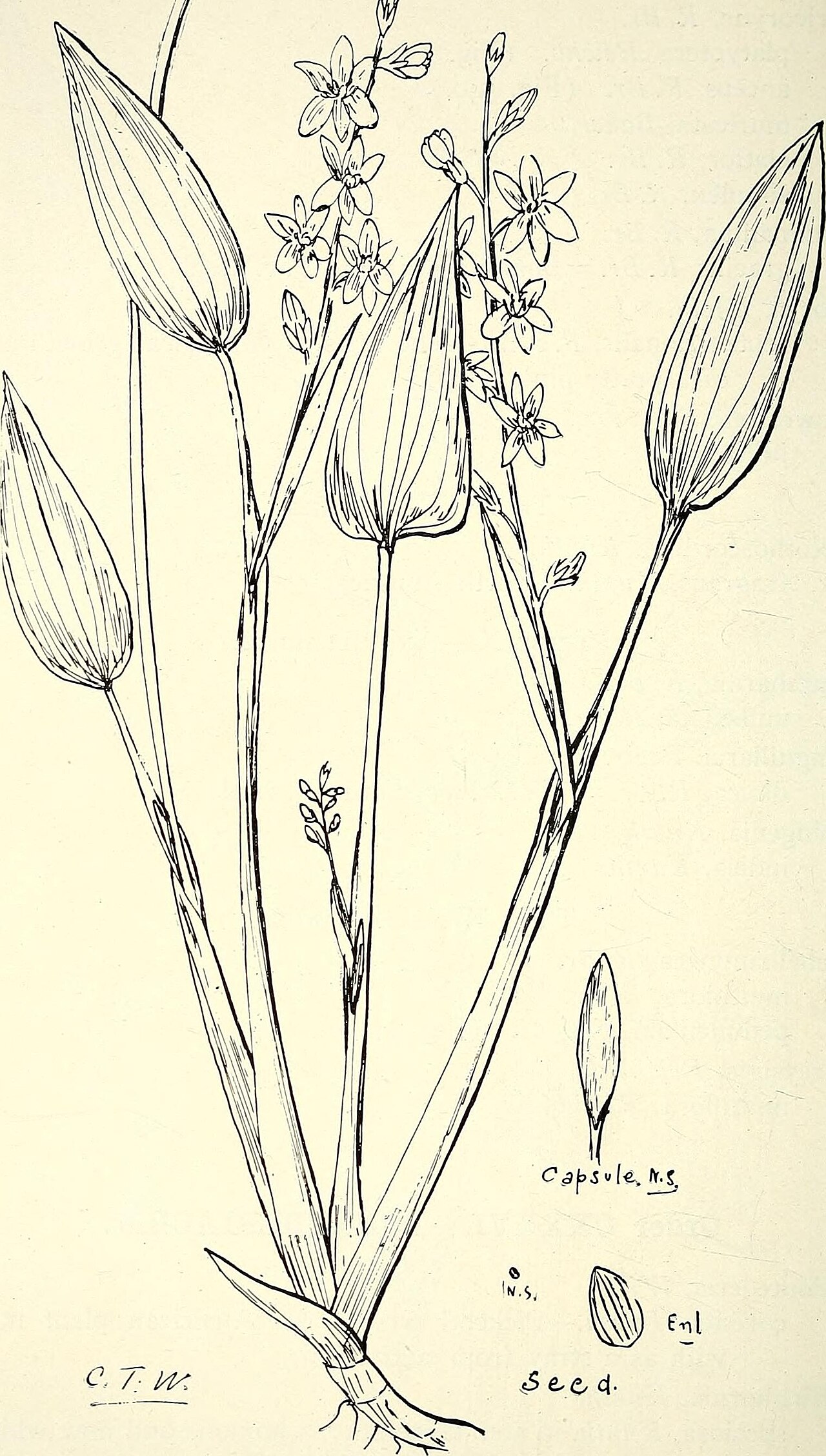 Tricoryne muricata