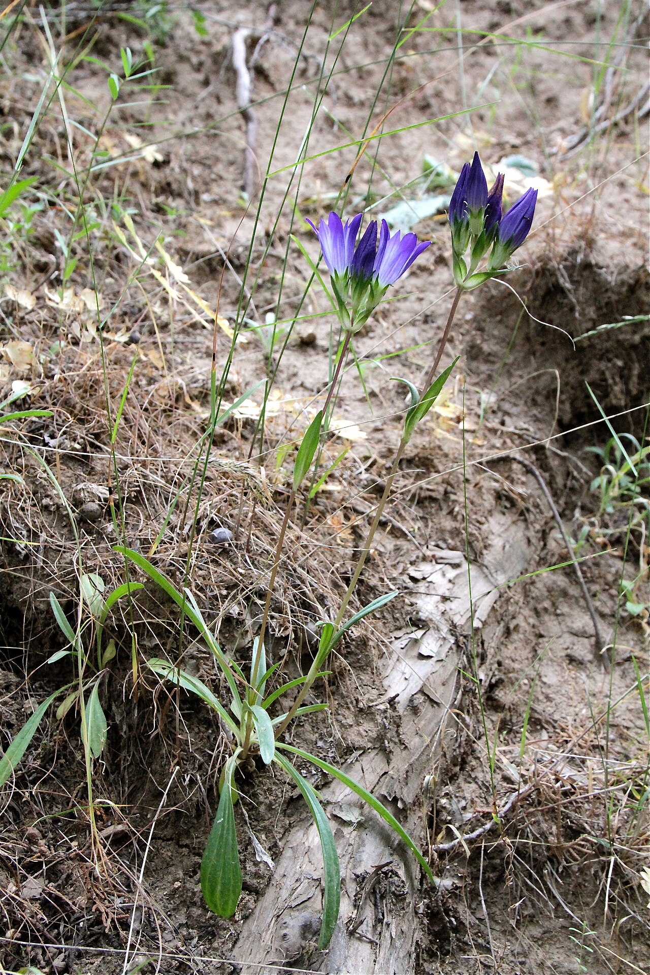 Gentiana olivieri